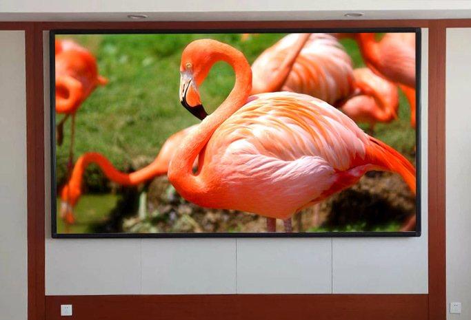 LED wall in a briefing room showing flamingos